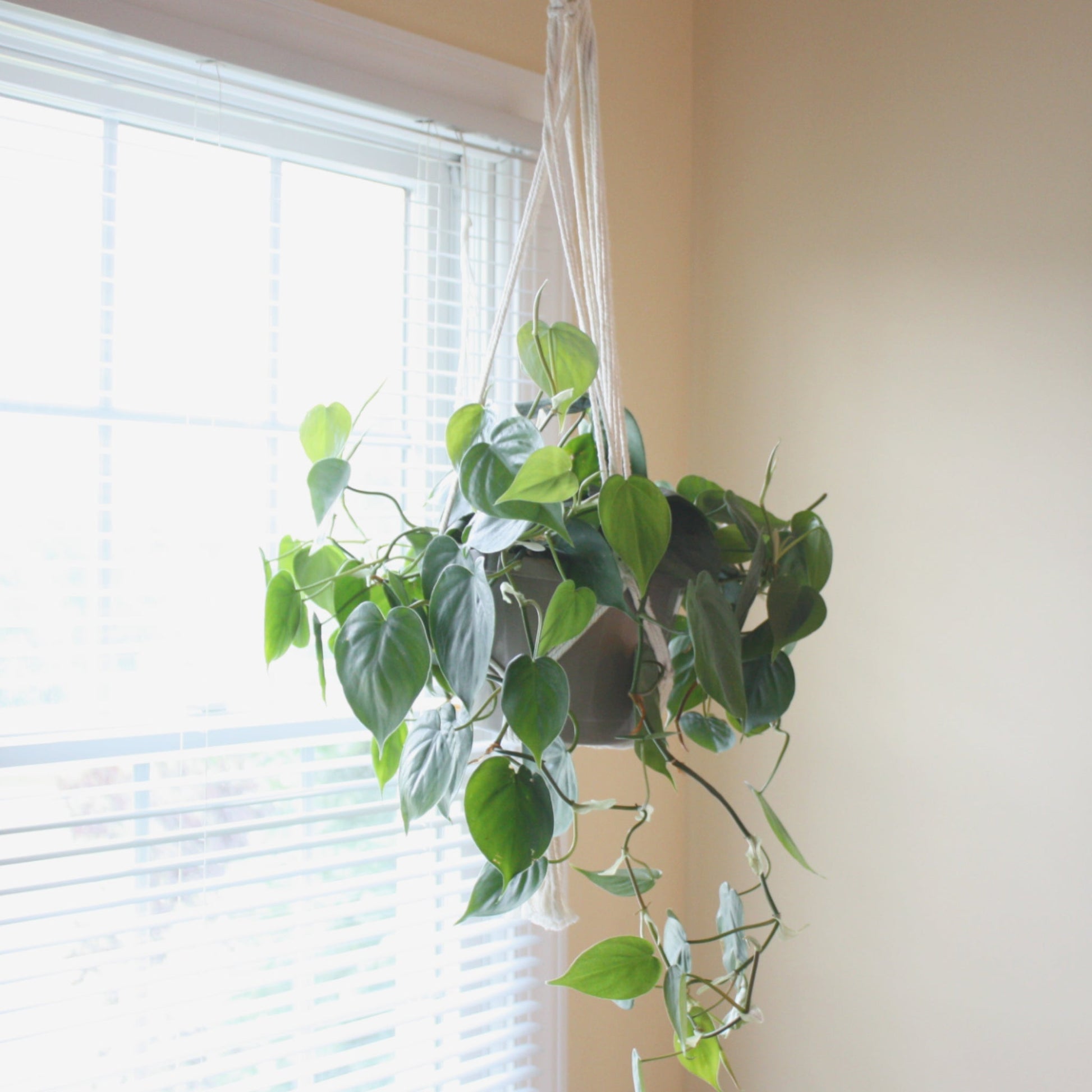boho plant hanger Macrame Boho Plant Hanger
