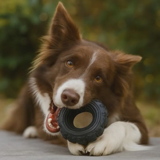 The Tire Reclaimed Rubber Dog Toy - Made in the USA