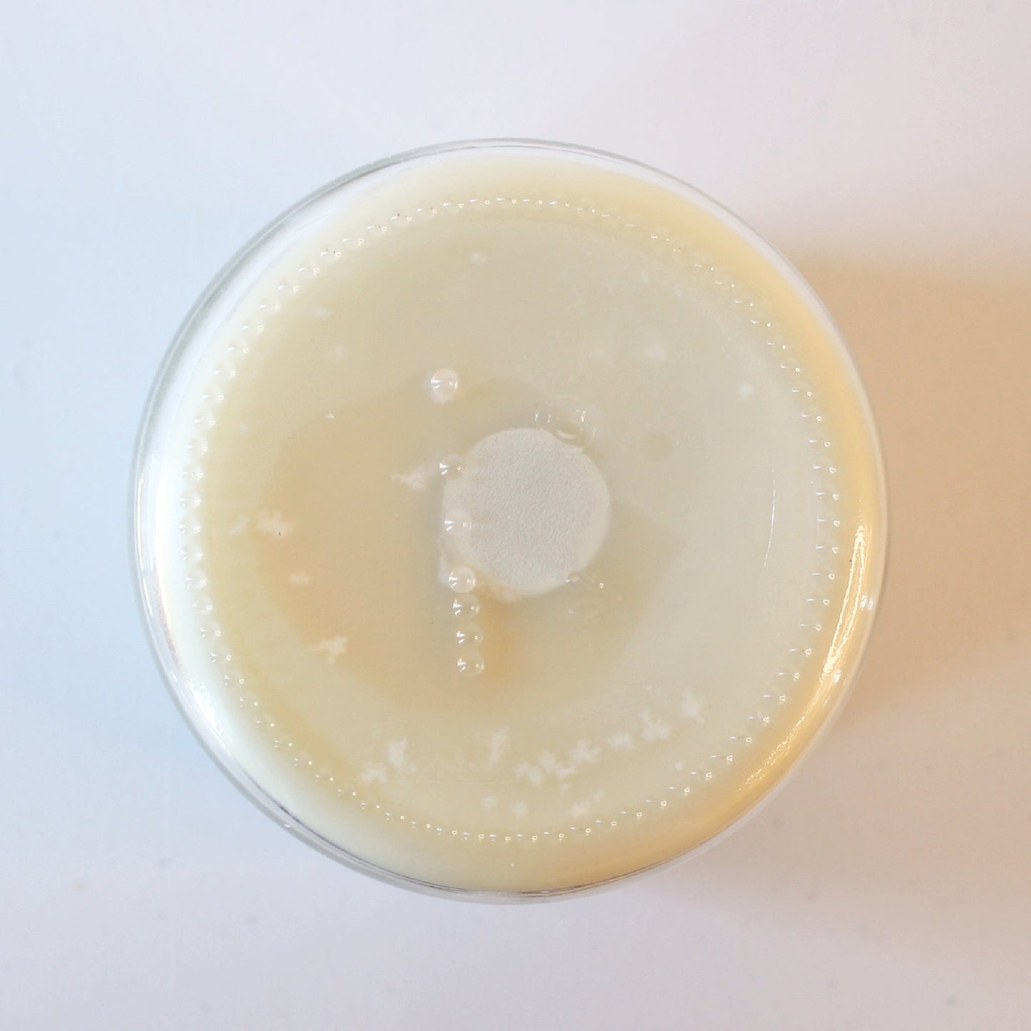 Tallow and Beeswax Candle - Lavender